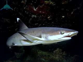 rechini respiratorii (corpuri) rechinii respiratorii