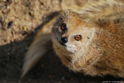 animale Brave - Mongoose - 25 fotografii - poze - fotografii lumii naturale (animale curajos) animale Brave - Mongoose - 25 fotografii - poze - fotografii lumii naturale