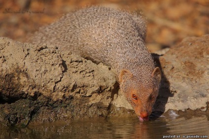 animale Brave - Mongoose - 25 fotografii - poze - fotografii lumii naturale (mangustă - 25 fotografii) animale Brave - Mongoose - 25 fotografii - poze - fotografii lumii naturale