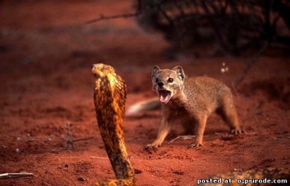 animale Brave - Mongoose - 25 fotografii - poze - fotografii lumii naturale (mangustă - 25 fotografii) animale Brave - Mongoose - 25 fotografii - poze - fotografii lumii naturale