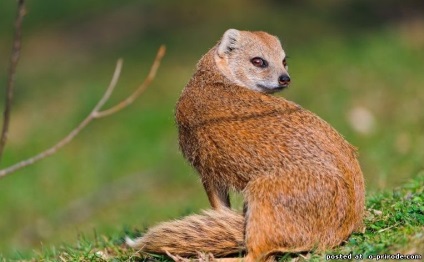 animale Brave - Mongoose - 25 fotografii - poze - fotografii ale lumii naturale (Mongoose) animale Brave - Mongoose - 25 fotografii - poze - fotografii lumii naturale