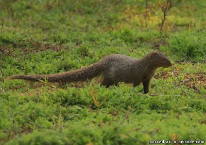 animale Brave - Mongoose - 25 fotografii - poze - fotografii lumii naturale (mangustă - 25 fotografii) animale Brave - Mongoose - 25 fotografii - poze - fotografii lumii naturale