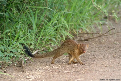 animale Brave - Mongoose - 25 fotografii - poze - fotografii lumii naturale (animale curajos) animale Brave - Mongoose - 25 fotografii - poze - fotografii lumii naturale