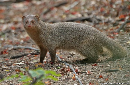 animale Brave - Mongoose - 25 fotografii - poze - fotografii lumii naturale (animale curajos) animale Brave - Mongoose - 25 fotografii - poze - fotografii lumii naturale