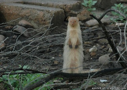 animale Brave - Mongoose - 25 fotografii - poze - fotografii lumii naturale (mangustă - 25 fotografii) animale Brave - Mongoose - 25 fotografii - poze - fotografii lumii naturale