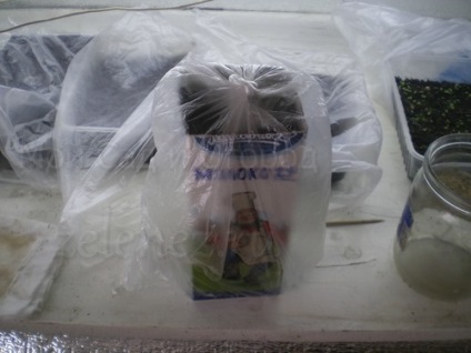 Răspunsul la întrebarea cu privire la castraveti, gradina si livada mea (castraveți Harvest) Răspunsul la întrebarea despre castravete, grădina mea și livada