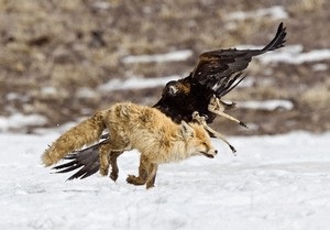 Vanatoare cu vulturi este o arta veche (Hunt) Vanatoare cu vulturi este o arta antica