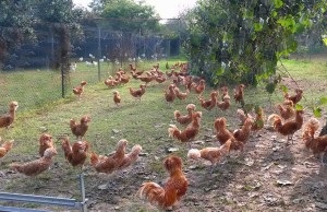 pui rasa Paduan caracterizare, descriere si poze (Paduan) pui Paduan rasa de caracterizare, descriere și fotografii