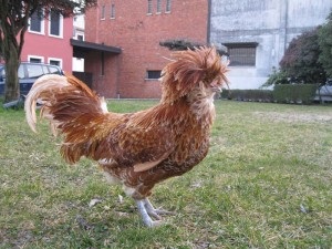pui rasa Paduan caracterizare, descriere si poze (Paduan) pui Paduan rasa de caracterizare, descriere și fotografii