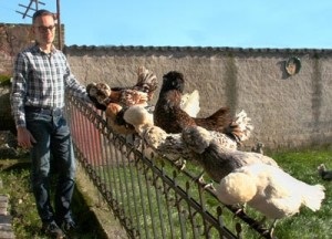 pui rasa Paduan caracterizare, descriere si fotografii (roca) pui Paduan rasa de caracterizare, descriere și fotografii