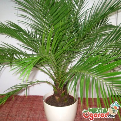 Palma Chamaedorea - reproducție tehnici, transplant și îngrijirea plantelor (plante de interior) Palma Chamaedorea - metode de ameliorare, replantarea și îngrijirea plantelor