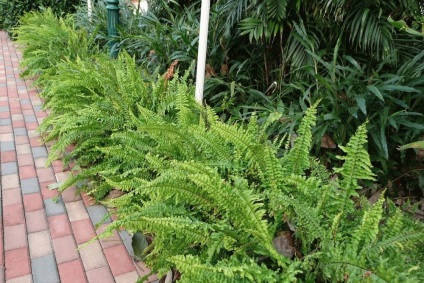 Ferigi grădină, care are vedere cum să planteze, cum să aibă grijă (ferigi) Ferigi grădină, care are vedere cum să planteze, cum să aibă grijă