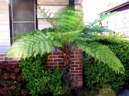 Fern în fotografii amenajate grădină și grădină (Fern în design peisagistic) Fern în fotografii amenajate grădină și grădină