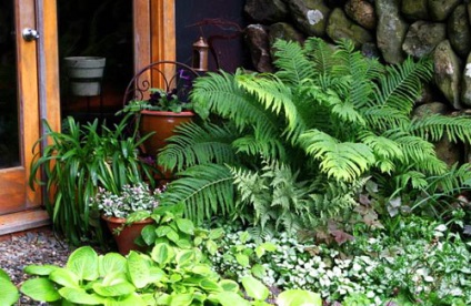 Fern în fotografii amenajate grădină și grădină (feriga) Fern în fotografii amenajate grădină și grădină