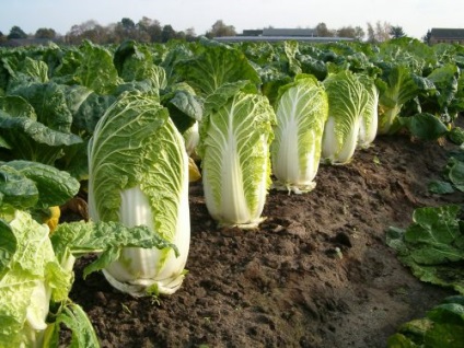 varză chinezească Siberia cum să crească și când scroafa (cresc) Varza Siberia cum să crească și când să planteze
