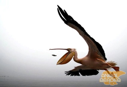 Pelican - cea mai mare pasare zburatoare (pelican) Pelican - cea mai mare pasăre de zbor