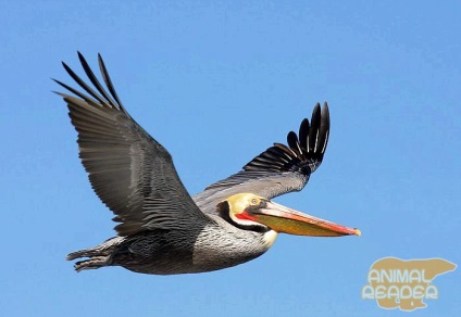 Pelican - cea mai mare pasare zburatoare (pasare) Pelican - cea mai mare pasăre de zbor