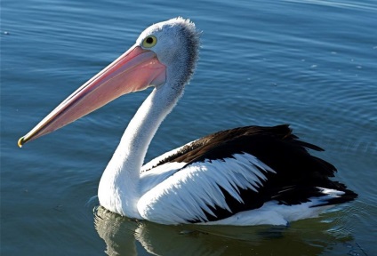 Pelican - cea mai mare pasare zburatoare (pasare) Pelican - cea mai mare pasăre de zbor
