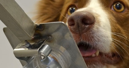 Câine știe - aceste lucruri (sunt) Dog știe - astfel de lucruri