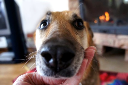 Câine știe - astfel de cazuri (cazuri) Dog știe - astfel de lucruri