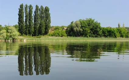 plantare Lombardia plop și de îngrijire, foto (plop) plantare plop Lombardia și de îngrijire, fotografie
