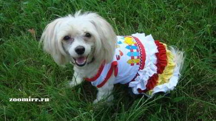 Rochie câinele cu propriile sale mâini, animale de companie (haine de câine) rochie de câine cu propriile lor mâini, animale de companie