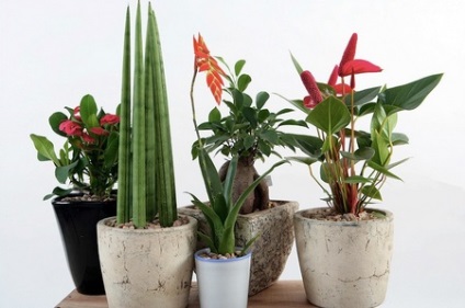 De ce nu floare houseplant (de îngrijire pentru plante de apartament) De ce nu floare houseplant