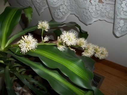 De ce nu floare plante de interior (plante) De ce nu floare houseplant