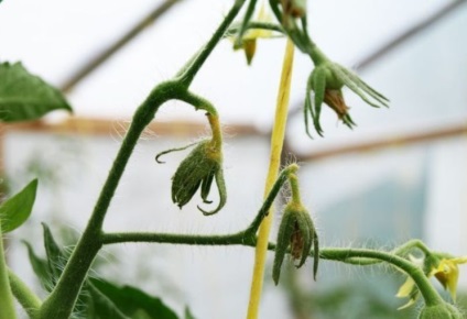 De ce se încadrează flori în nărui de tomate, rosii, fructe, ovar, fotografii și video (flori) De ce se încadrează flori în nărui de tomate, rosii, fructe, ovar, foto și video