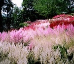 De ce mor Astilbe (Astilbe de ce moare) Astilbe De ce mor