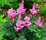 De ce mor Astilbe (întrebări și răspunsuri) Astilbe De ce mor