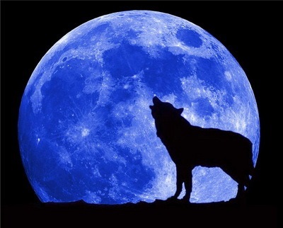 De ce câinii urla la luna plina (urlet) De ce câinii urla la luna plina
