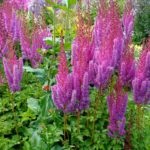 De ce se usuca Astilbe care face frunze uscate de Astilbe (de ce) De ce se usuca Astilbe care face frunze uscate de Astilbe