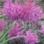 De ce se usuca Astilbe care face frunze uscate de Astilbe (Astilbe) De ce se usuca Astilbe care face frunze uscate de Astilbe