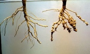 De ce se usuca Astilbe care face frunze uscate de Astilbe (Dries) De ce se usuca Astilbe care face frunze uscate de Astilbe