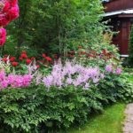 De ce se usuca Astilbe care face frunze uscate de Astilbe (Astilbe) De ce se usuca Astilbe care face frunze uscate de Astilbe