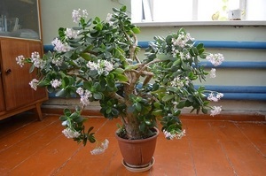 De ce frunzele ofilirii ale plantelor magice de copac bani (frunze) De ce frunzele ofilirii ale plantelor magice de copac bani