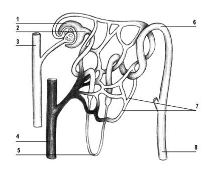 Rinichi - anatomie interactivă (partea din spate a cavității abdominale) Rinichi - Anatomia interactivă