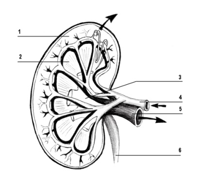 Rinichi - Anatomia Interactive (arterei renale Viena) Rinichi - Anatomia interactivă