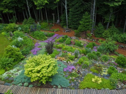 acoperire la sol plante perene numele târâtoare care infloresc toate florile de vară și fotografii