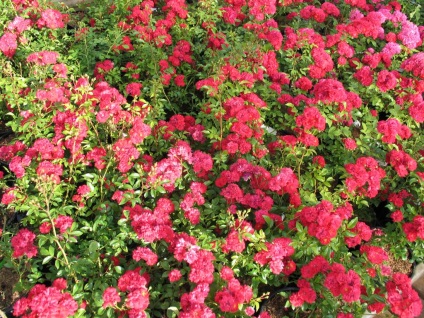 Pentru acoperirea terenului de trandafiri origine decupării soiuri irigatii (Rose) acoperire la sol trandafiri origine a soiurilor de culturi de udare