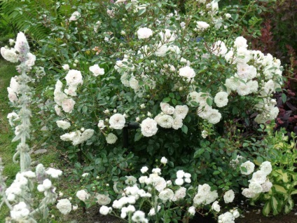 Pentru acoperirea terenului de trandafiri origine decupării soiuri de irigare (groundcover de destinație) acoperire la sol trandafiri origine a soiurilor de culturi de udare