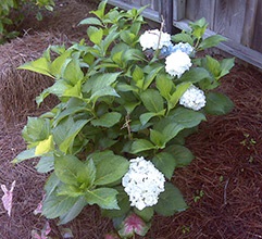 Fertilizarea hortensie (dressing) fertiliza hortensii