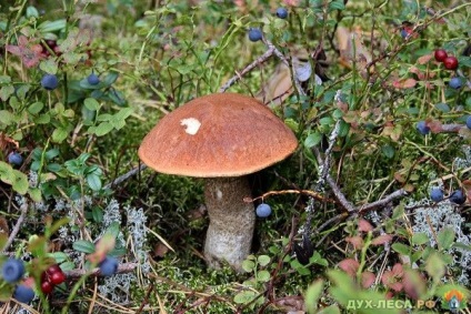 Boletus - descriere, rețete