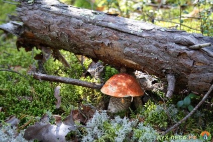 Boletus - descriere, rețete (boletus) Boletus - descriere, rețete