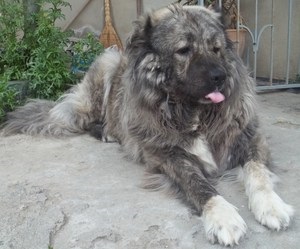 O descriere detaliată a Ciobanesc Caucazian descrierea rasa, specie (caucazieni) O descriere detaliată a Ciobanesc Caucazian descrierea rasei, specii