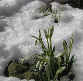 Ghiocel sau Galanthus (ghiocei care cresc) Ghiocel sau Galanthus