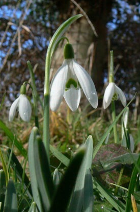 Ghiocel sau Galanthus (ghiocei care cresc) Ghiocel sau Galanthus