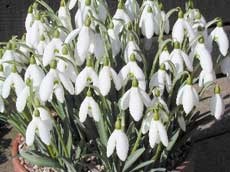 descriere ghiocei, îngrijire, distilare - plante de grădină și flori (ghiocei) Descriere ghioceii, îngrijire, distilare - plante de grădină și flori