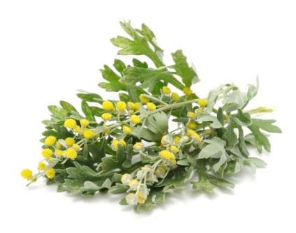 Artemisia pe porțiunea de caz - & quot; pentru - & quot; și - & quot; contra - quot (quot) Artemisia pe porțiunea de caz - & quot; pentru - & quot; și - & quot; contra - quot